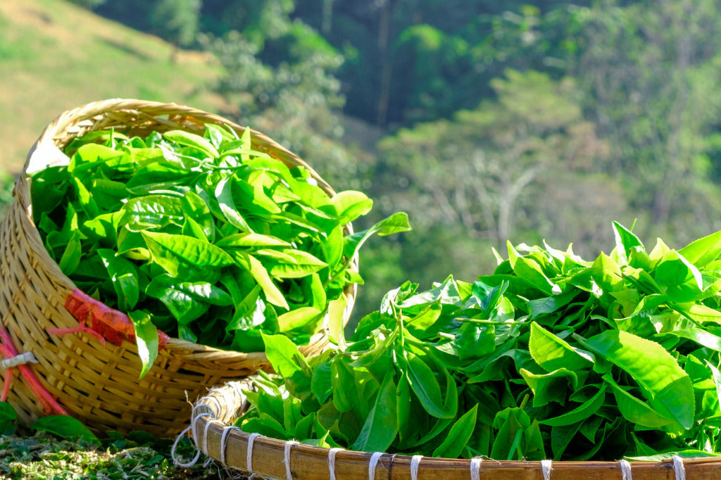Kucha Tea Compounds: Paraxanthine, Methylliberine, Theacrine