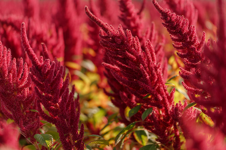 Amaranth as a Superfood: Small Seed with Big Wellness Benefits