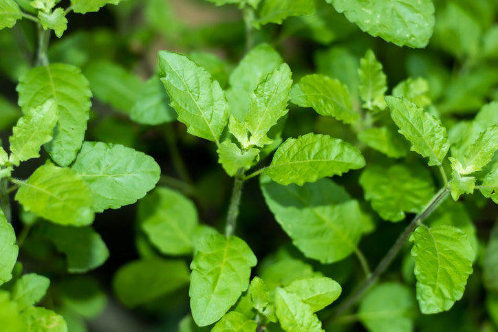 Ditch the Jitters: 5 Best Coffee Alternatives for Energy