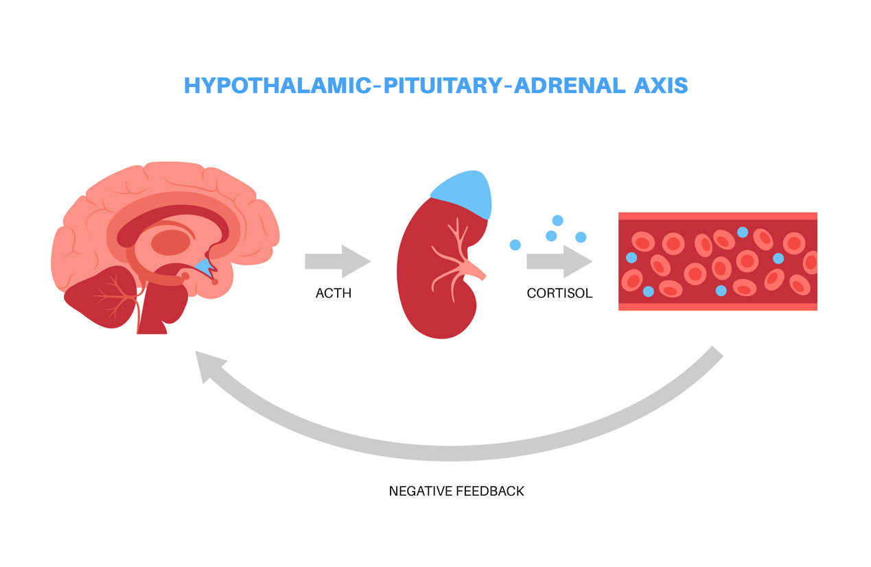 What’s the HPA Axis? Understanding Energy, Mood & Stress