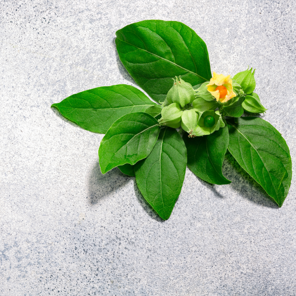 Ashwagandha