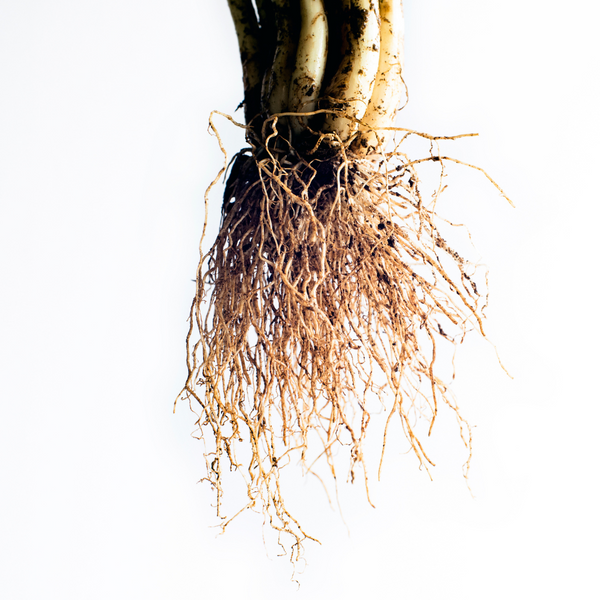 Chicory Root